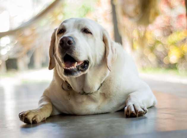 health impacts of pet obesity can be severe