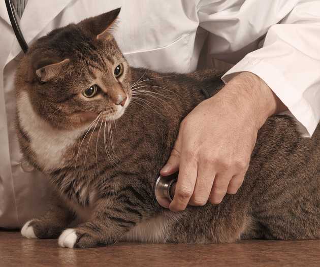 Studies estimate that up to 63% of pet cats are overweight or obese